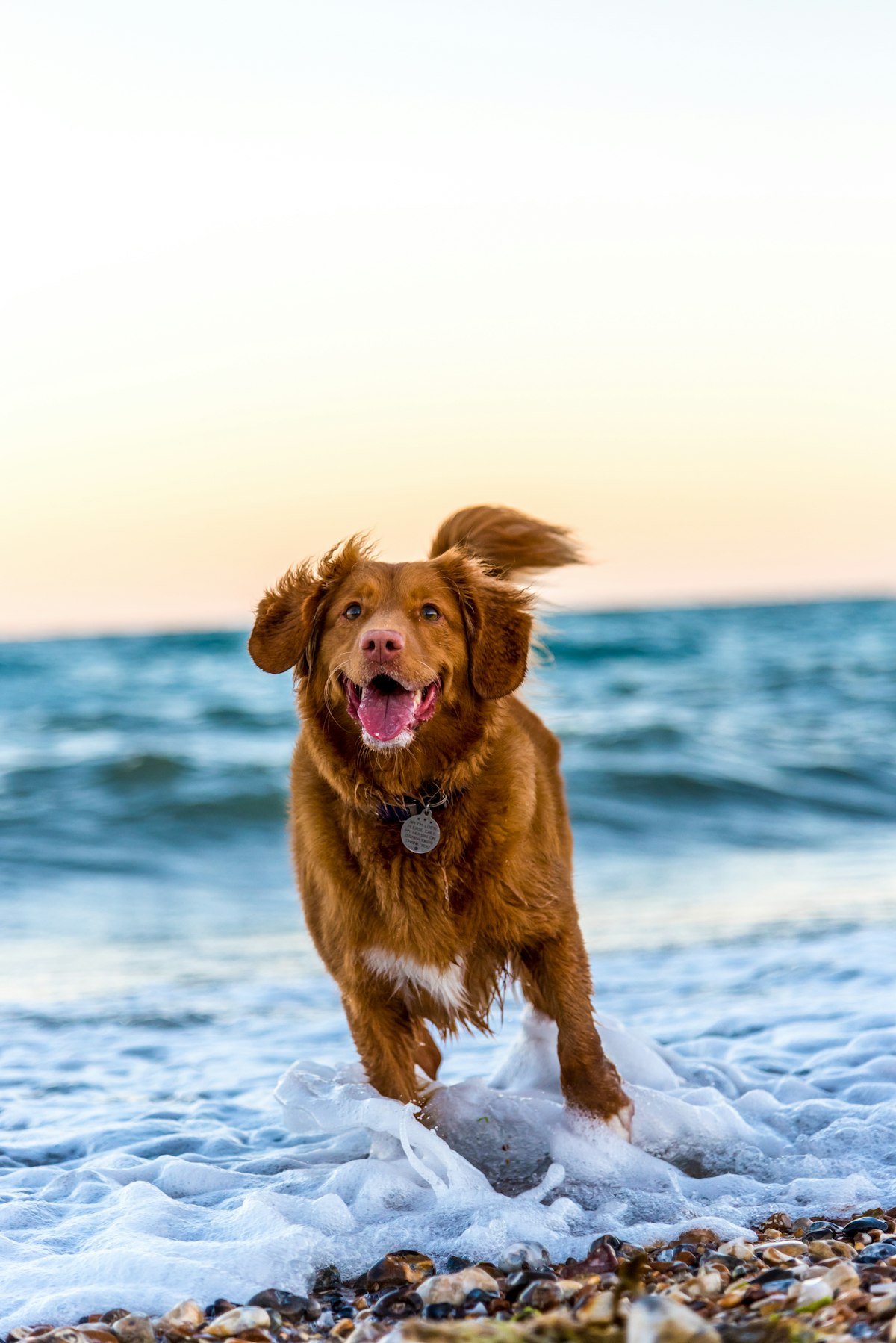 Alergias primaverales en perros y gatos: síntomas y tratamiento