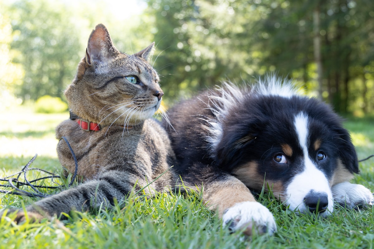 Alimentación de tu perro: pienso, comida natural o dieta mixta