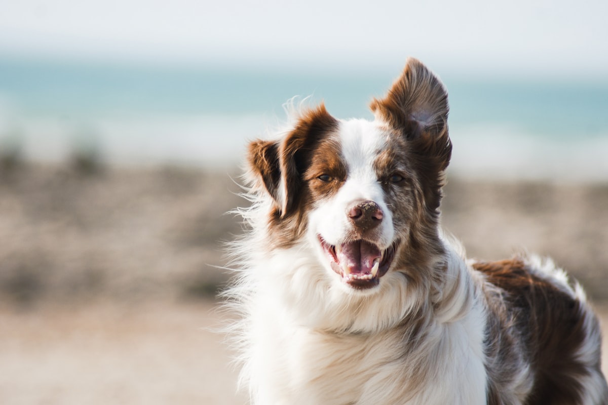 Ansiedad por separación en perros: cómo prevenirla tras las vacaciones