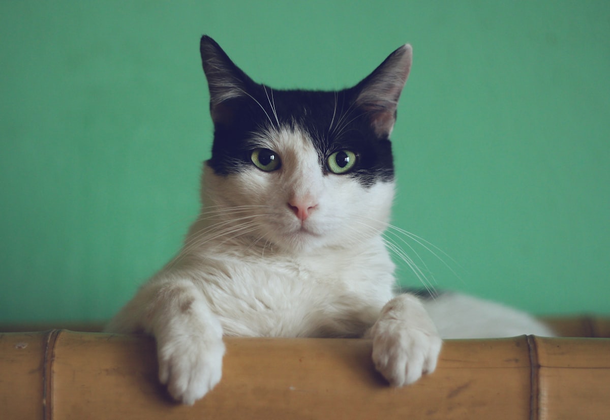 8 señales de que tu gato puede estar enfermo
