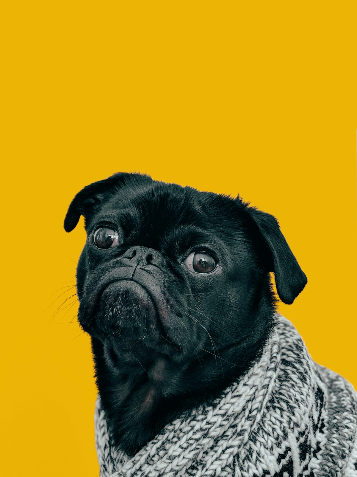 Cómo preparar a tu mascota para viajar en verano